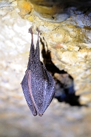 70299 Rhinolophus hipposideros (Ferro di cavallo minore)